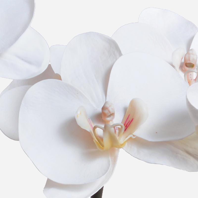 Phalaenopsis Orchid in glass