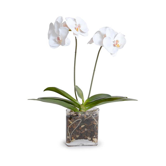 Phalaenopsis Orchid in glass