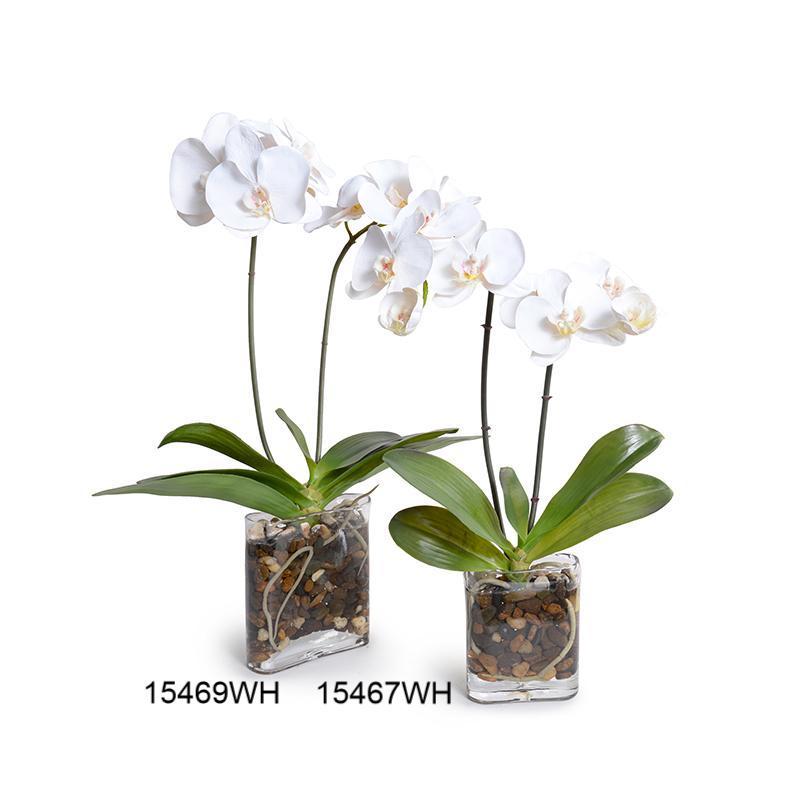 Phalaenopsis Orchid in glass