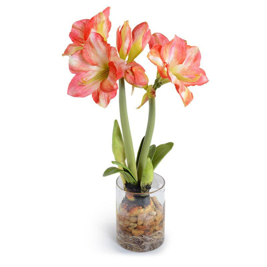 Amaryllis Plant - New Growth Designs