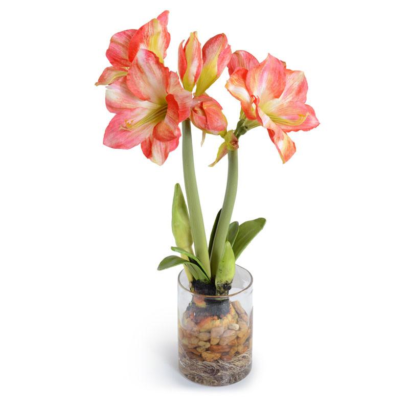 Amaryllis Plant - New Growth Designs