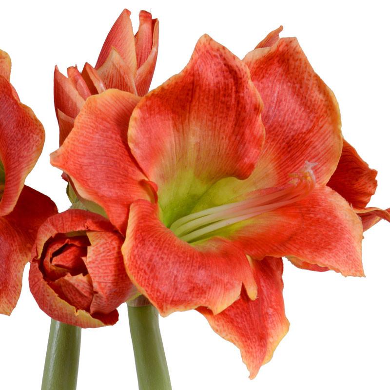 Amaryllis Plant - New Growth Designs