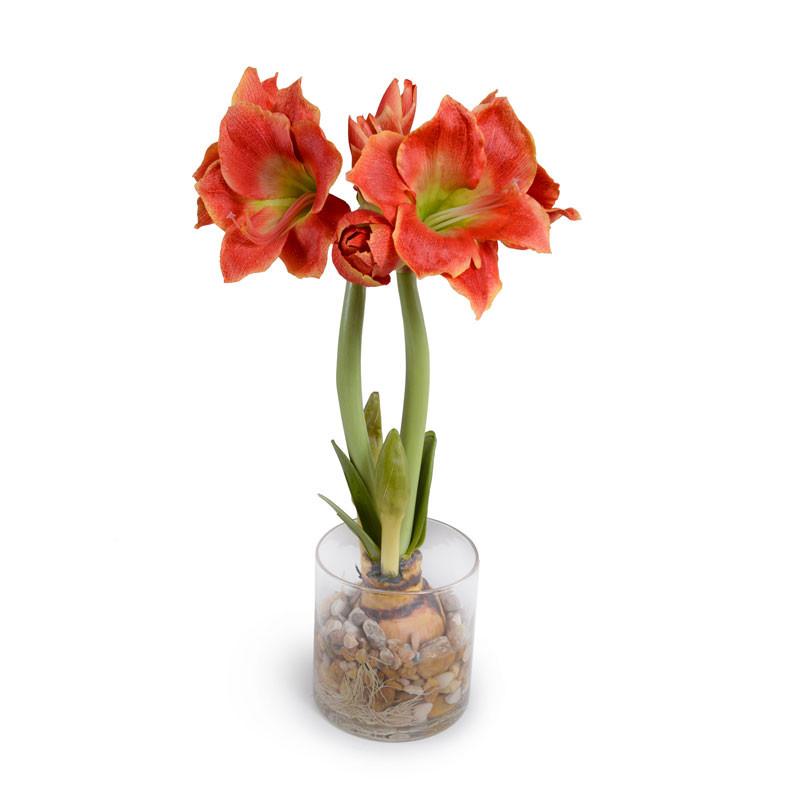 Amaryllis Plant - New Growth Designs