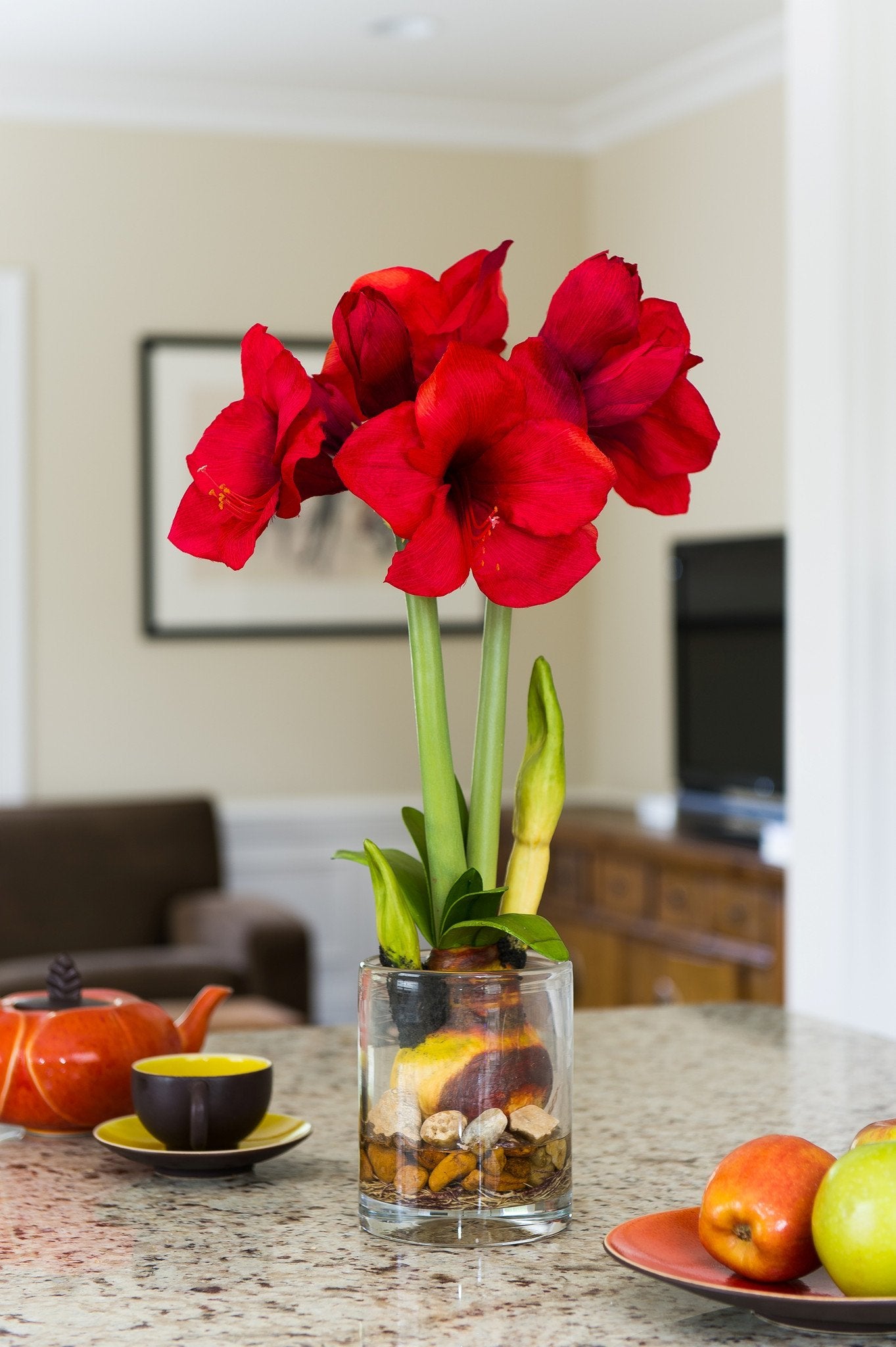 Amaryllis Plant - New Growth Designs