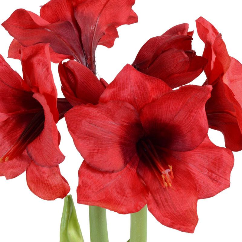 Amaryllis Plant - New Growth Designs