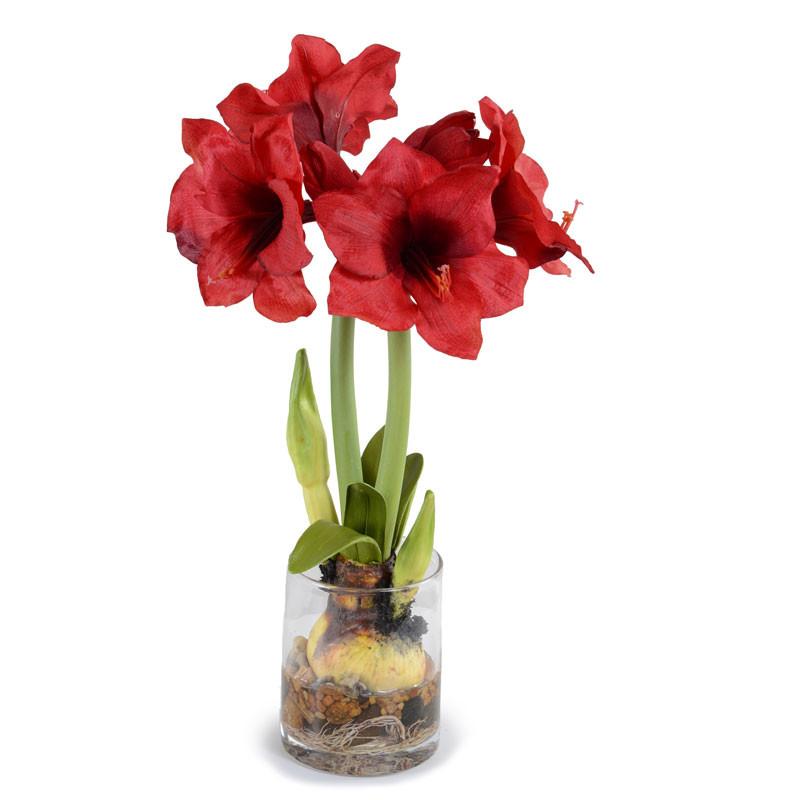Amaryllis Plant - New Growth Designs