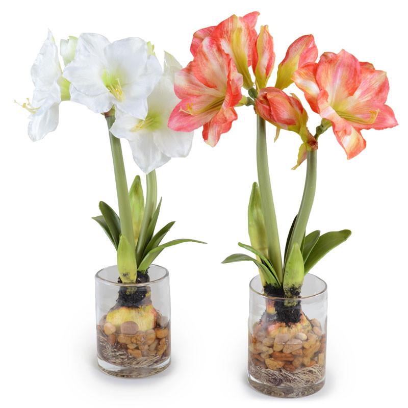 Amaryllis Plant - New Growth Designs
