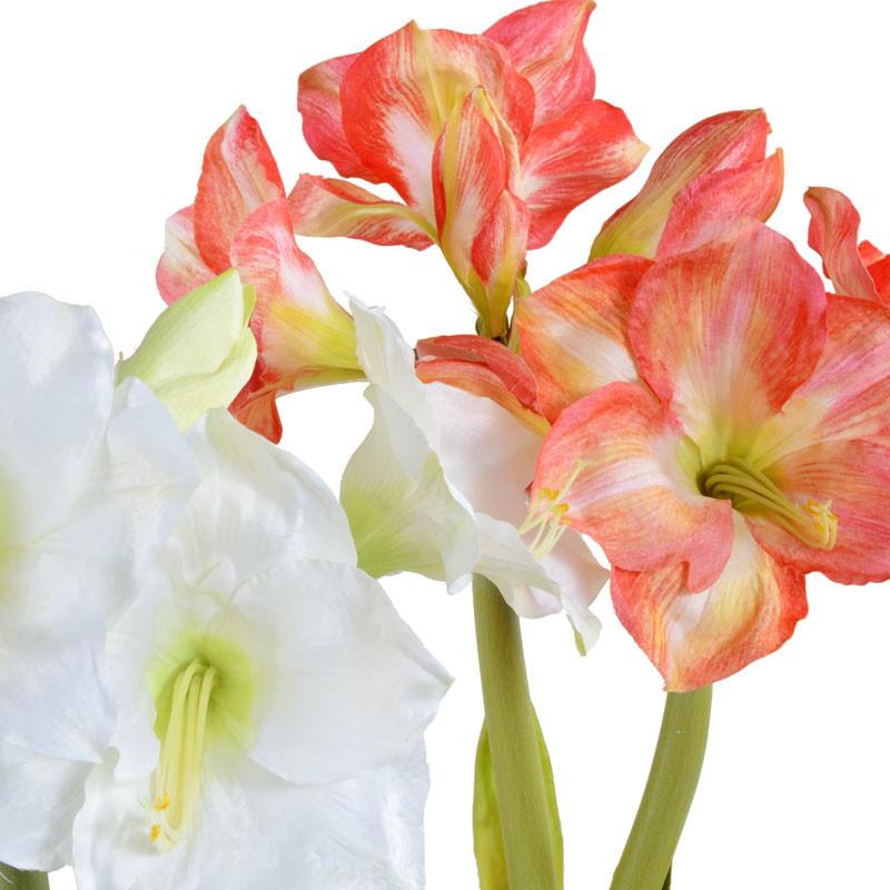 Amaryllis Plant - New Growth Designs
