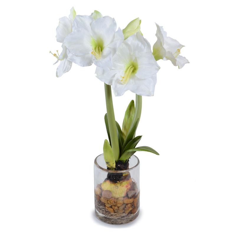 Amaryllis Plant - New Growth Designs