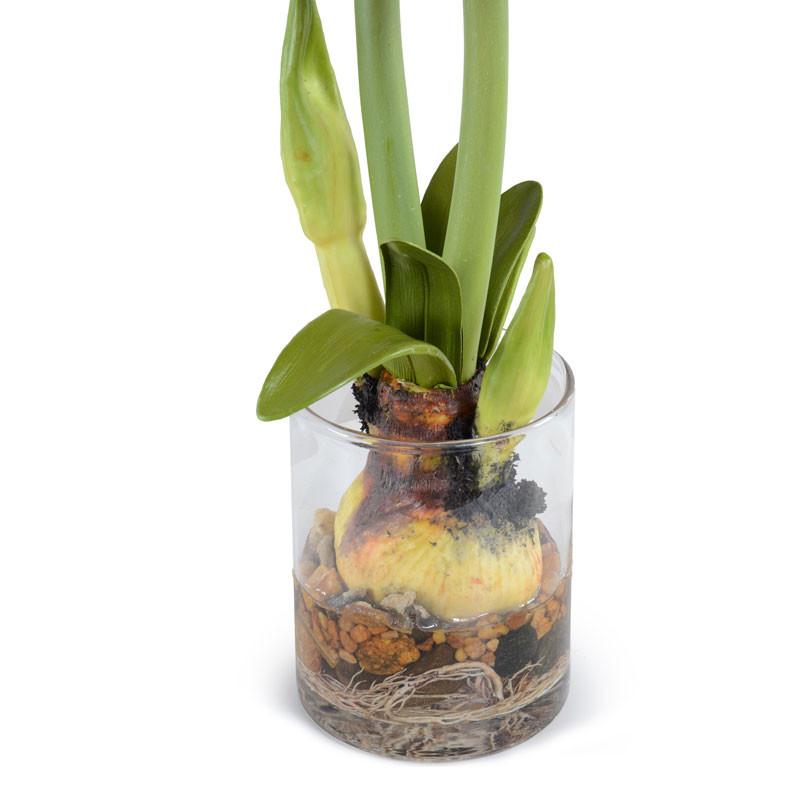 Amaryllis Plant - New Growth Designs