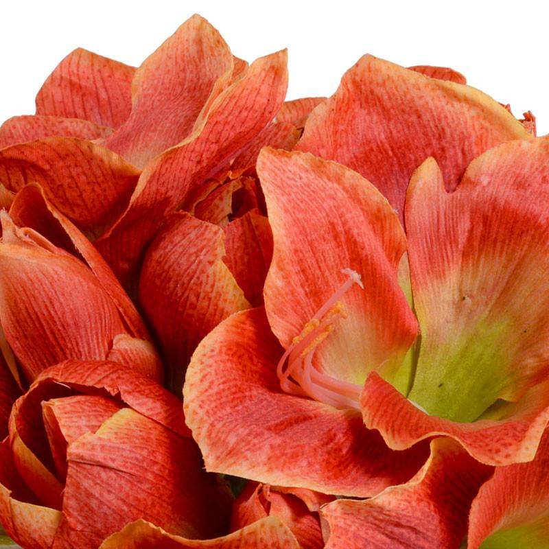 Amaryllis Arrangement - New Growth Designs