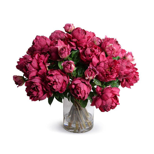 Peonies, Fuchsia