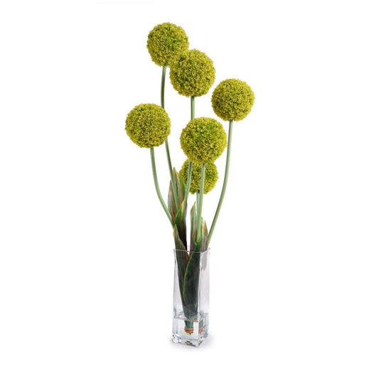 Allium - New Growth Designs