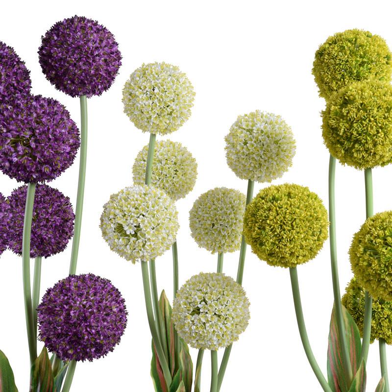 Allium - New Growth Designs