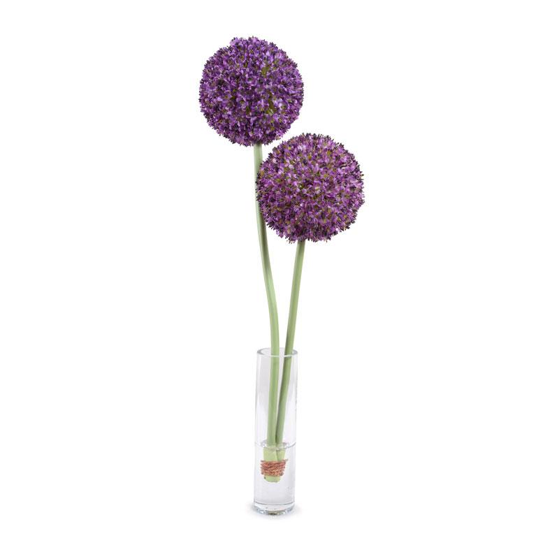 Allium - New Growth Designs