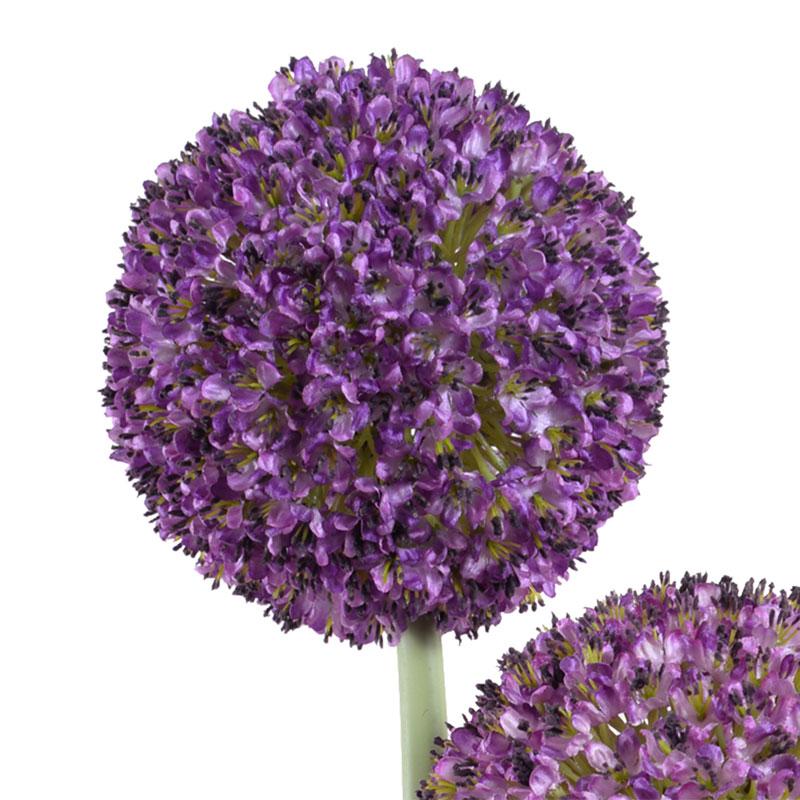 Allium - New Growth Designs