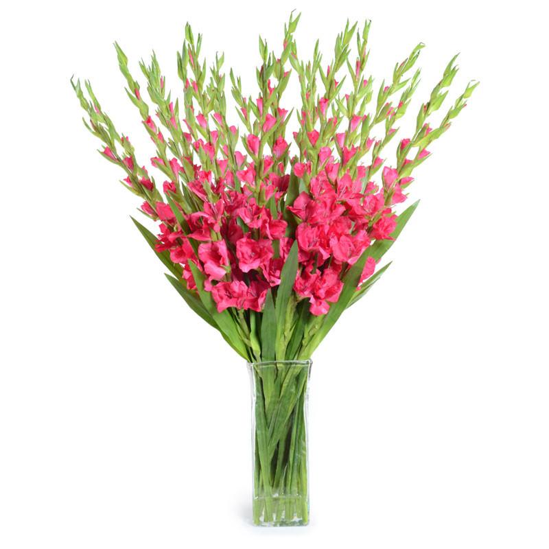 Gladiolus Arrangement - New Growth Designs