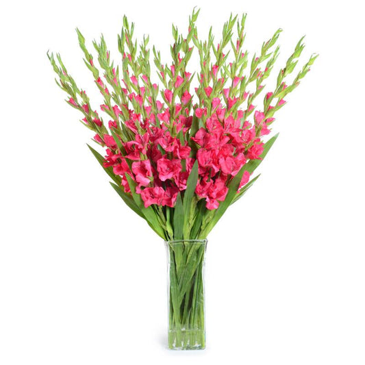 Gladiolus Arrangement - New Growth Designs