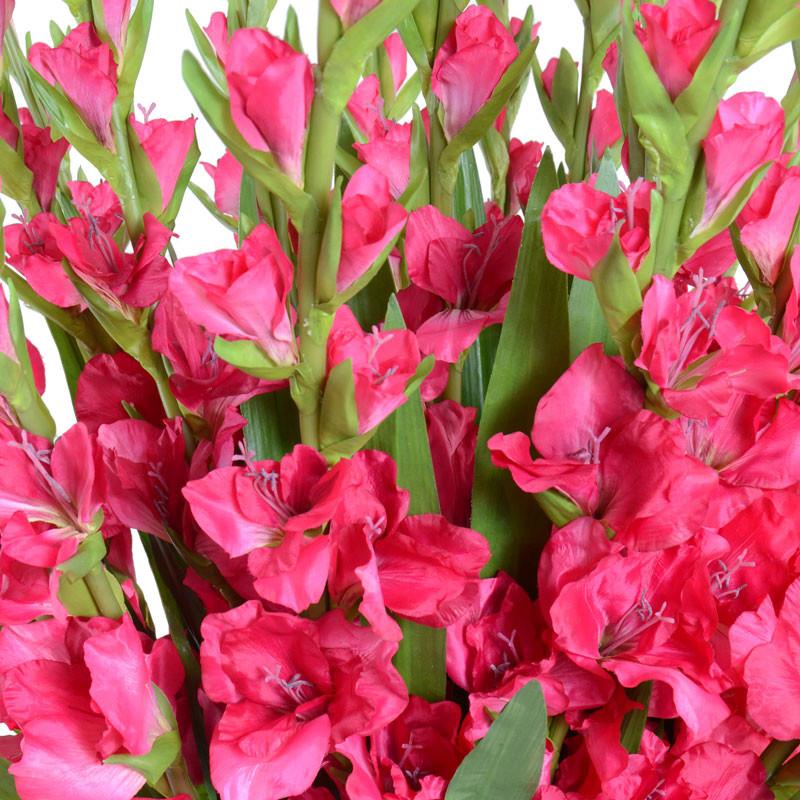 Gladiolus Arrangement - New Growth Designs