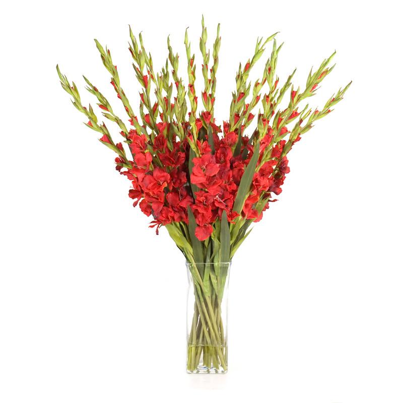 Gladiolus Arrangement - New Growth Designs