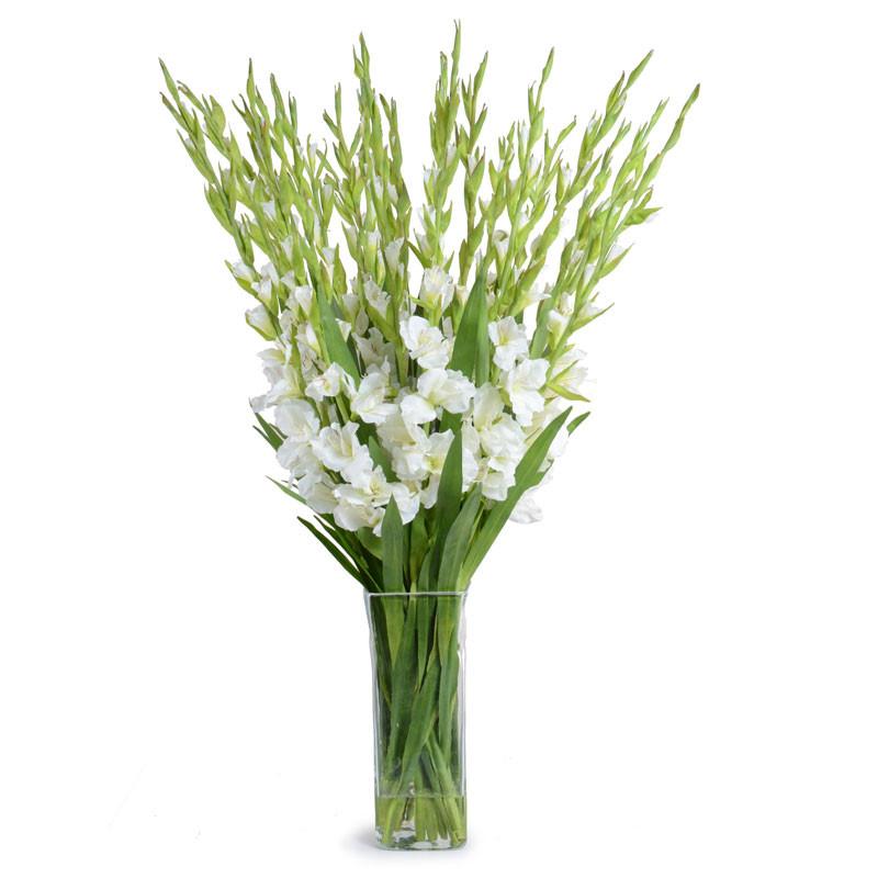 Gladiolus Arrangement - New Growth Designs