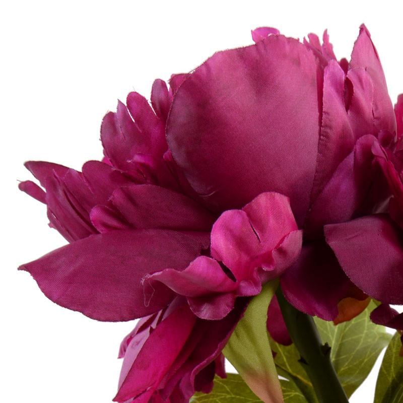 Peony Cutting (Duplicate)