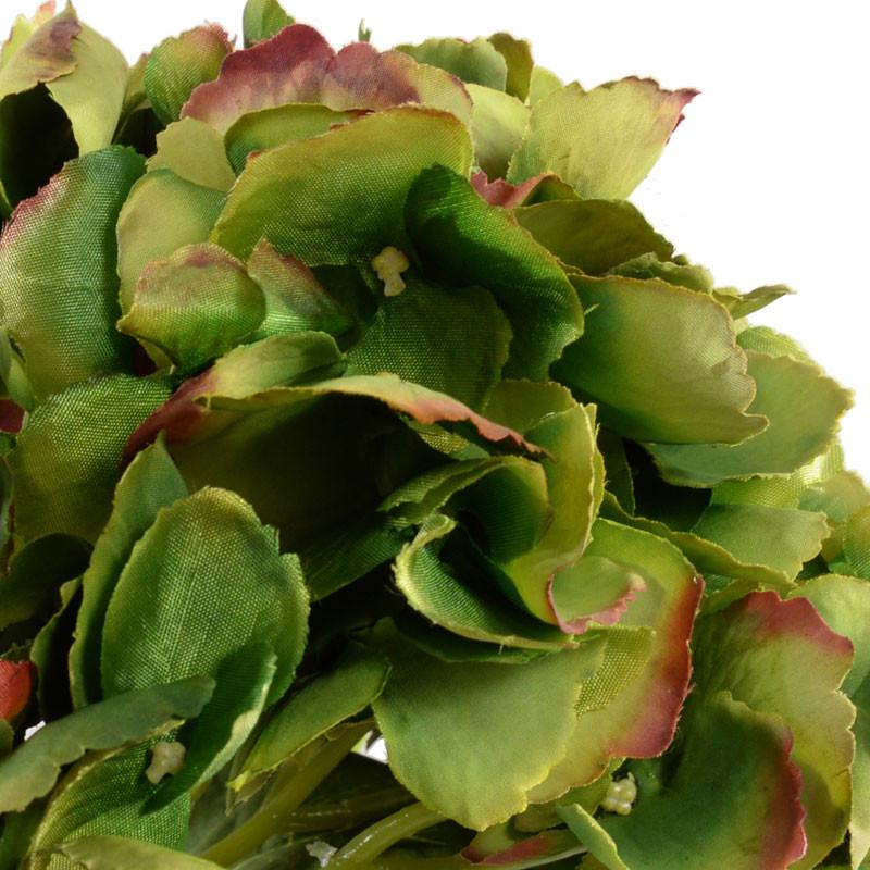 Hydrangea Cutting - New Growth Designs