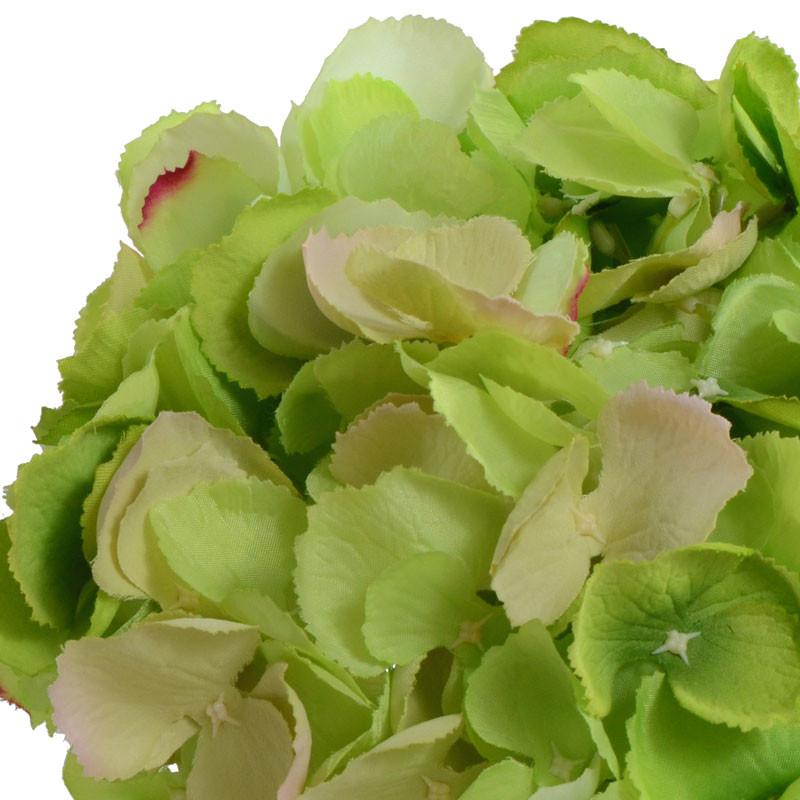 Hydrangea Cutting - New Growth Designs
