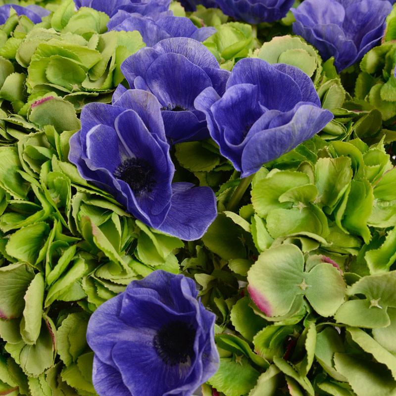 Hydrangea, Anemone Arrangement - New Growth Designs