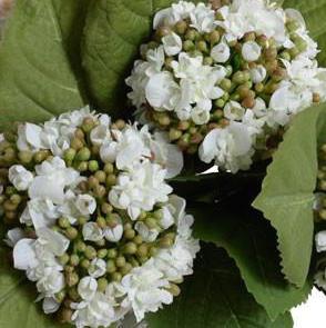 Hydrangea Buds - New Growth Designs