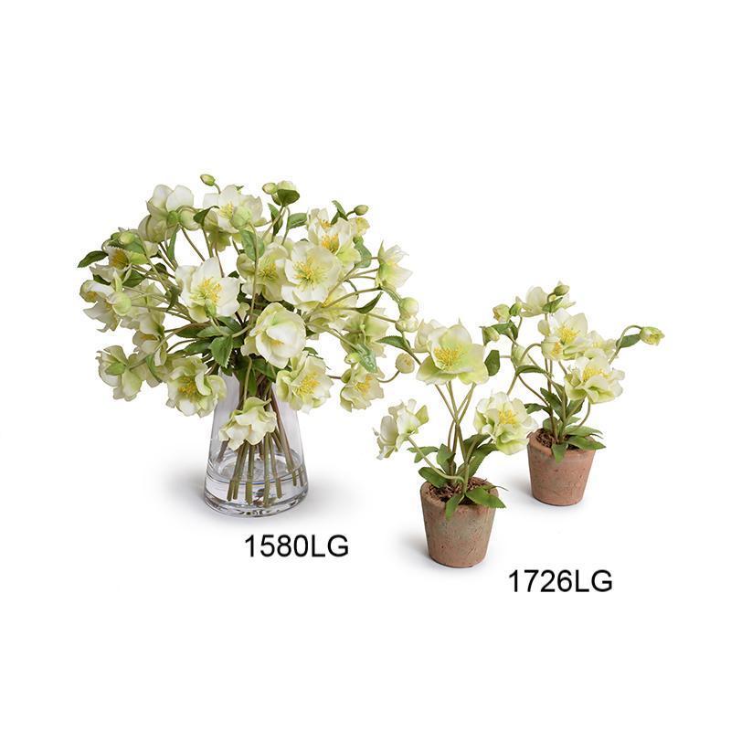 Hellebore (Lenten Rose) - New Growth Designs