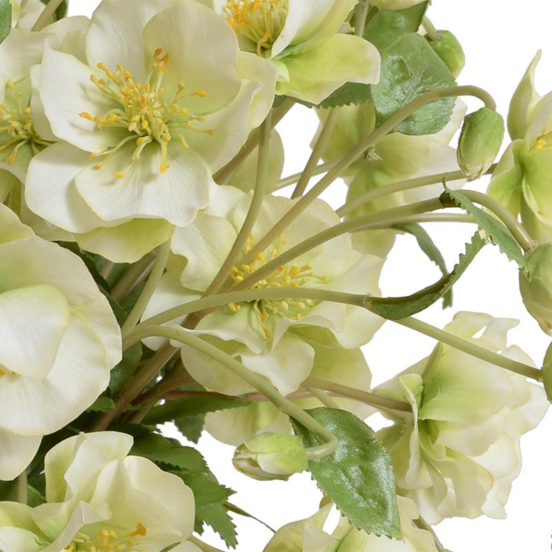 Hellebore (Lenten Rose) - New Growth Designs