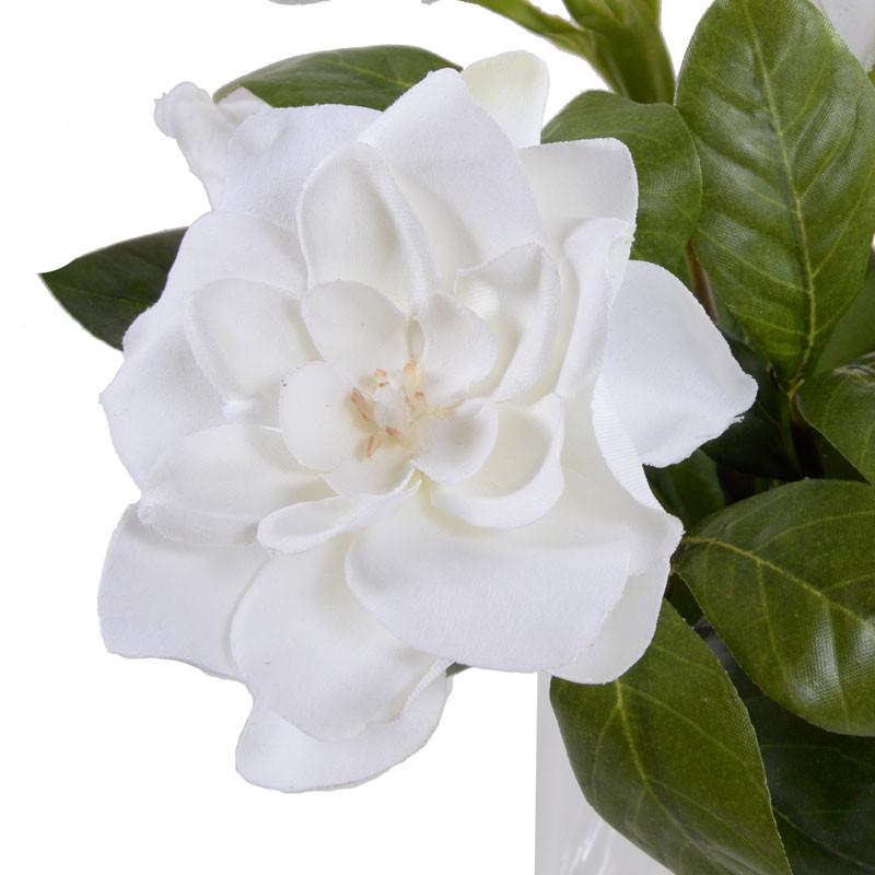 Gardenia Cutting - New Growth Designs