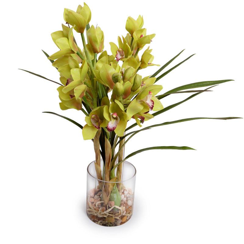 Cymbidium Orchid - New Growth Designs