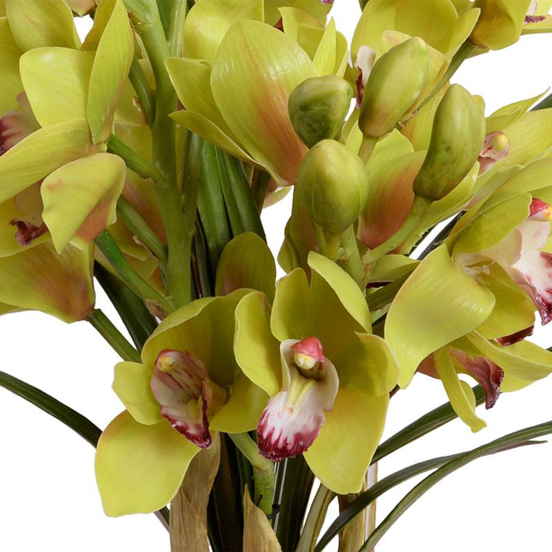 Cymbidium Orchid - New Growth Designs