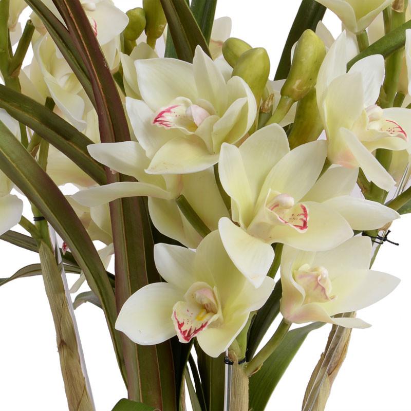 Cymbidium Orchid - New Growth Designs