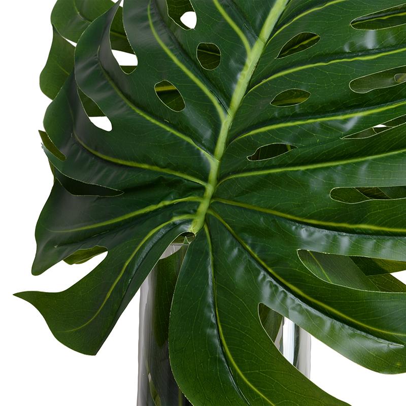 Large Monstera Leaf in Glass Cylinder