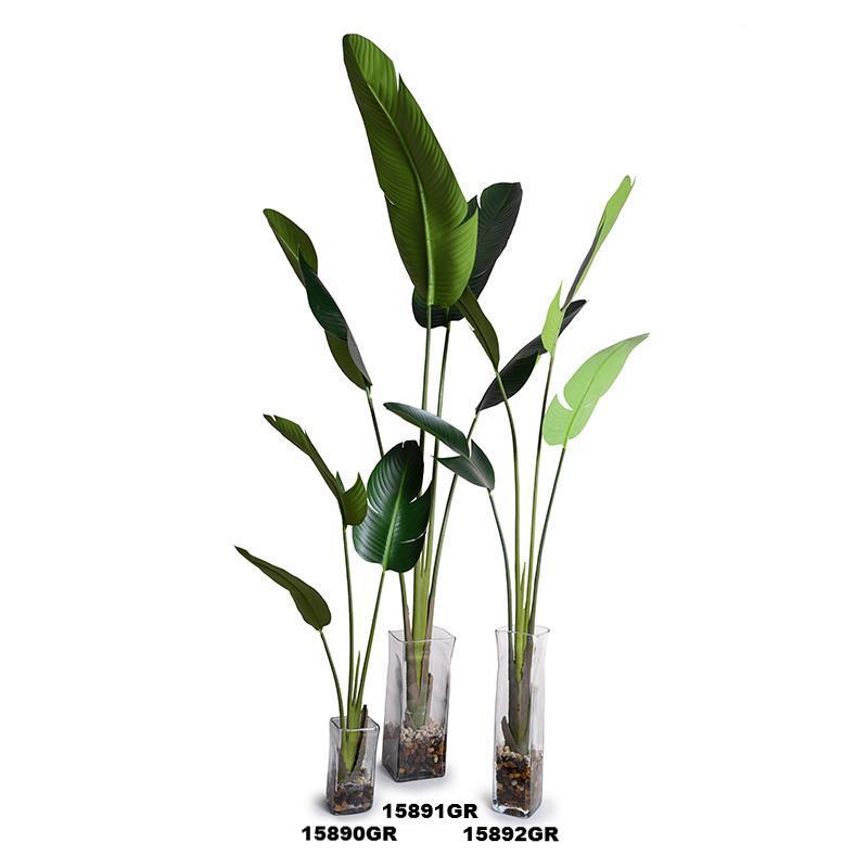 Bird of Paradise (Stretlitzia) - New Growth Designs