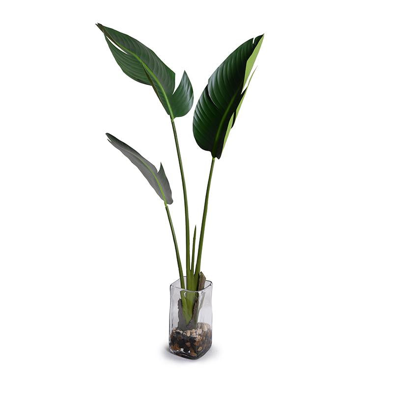 Bird of Paradise (Stretlitzia) - New Growth Designs