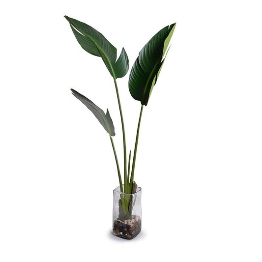 Bird of Paradise (Stretlitzia) - New Growth Designs