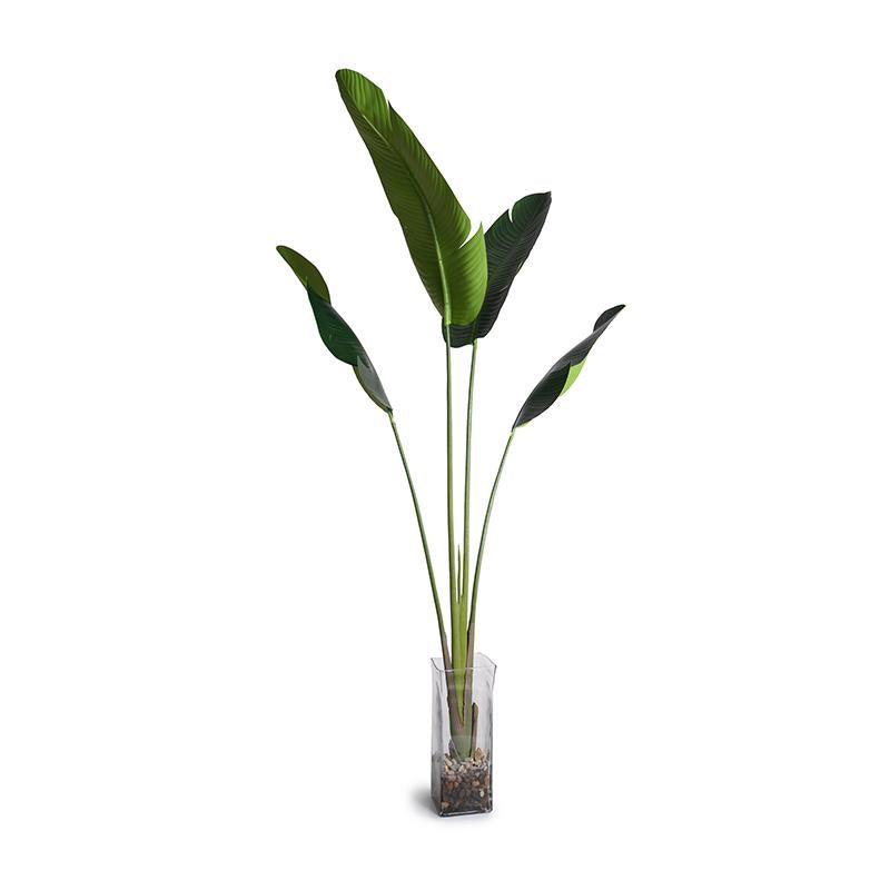Bird of Paradise (Stretlitzia) - New Growth Designs