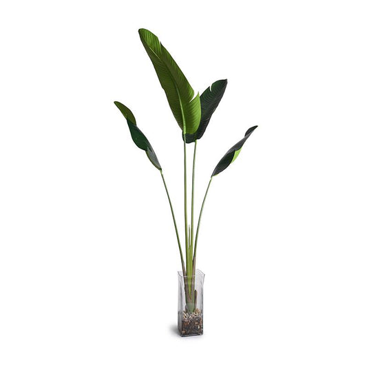 Bird of Paradise (Stretlitzia) - New Growth Designs