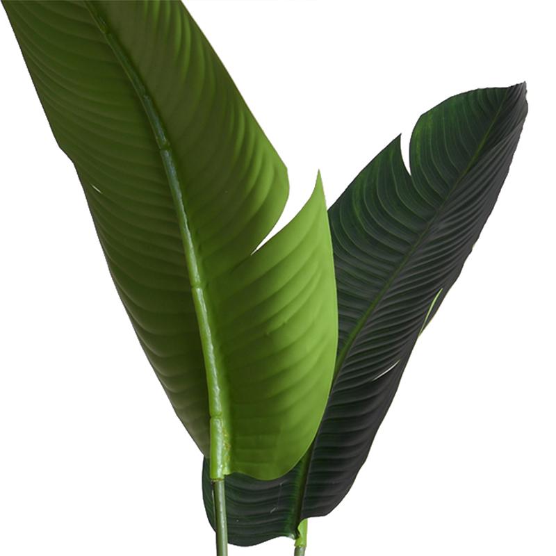 Bird of Paradise (Stretlitzia) - New Growth Designs