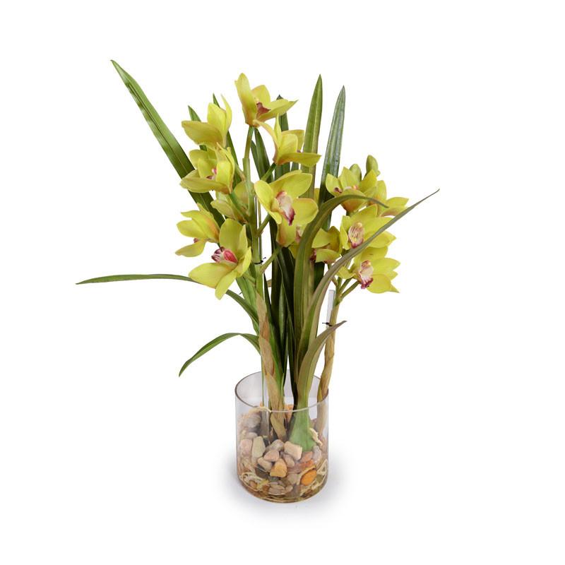 Cymbidium Orchid - New Growth Designs