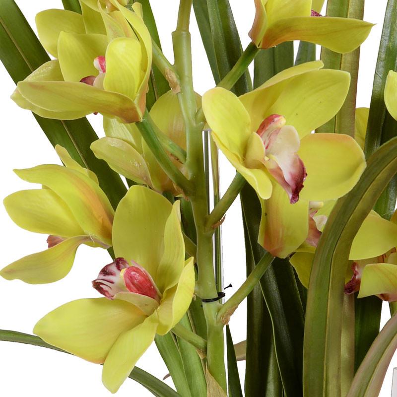 Cymbidium Orchid - New Growth Designs
