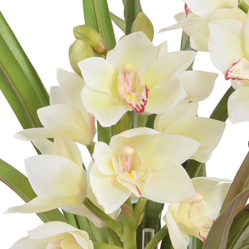 Cymbidium Orchid - New Growth Designs