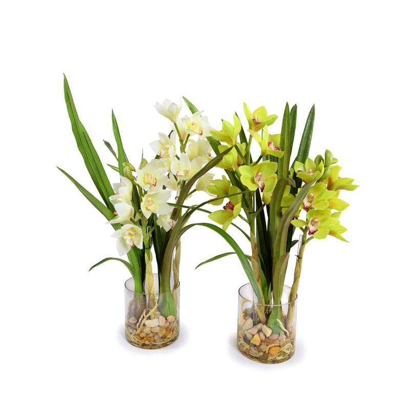 Cymbidium Orchid - New Growth Designs