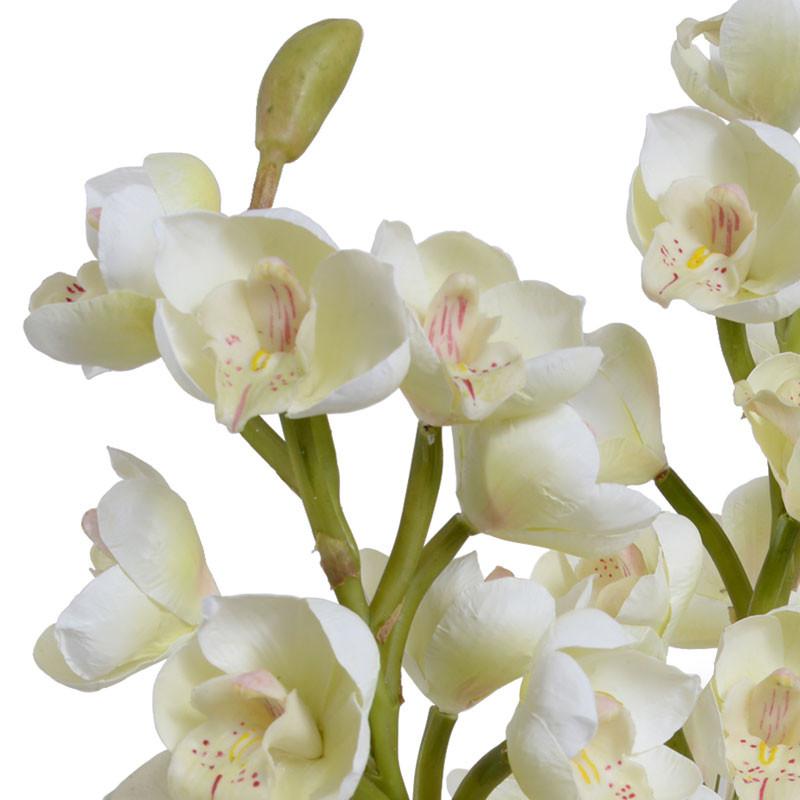 Cymbidium Orchid - New Growth Designs
