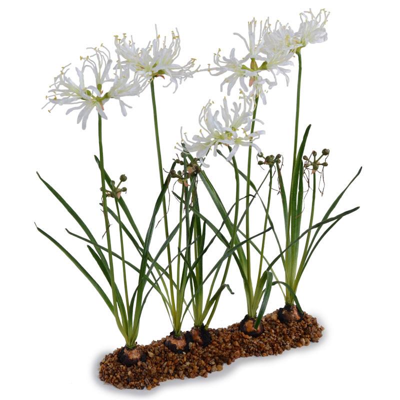 Nerine Lily Flowerscapes
