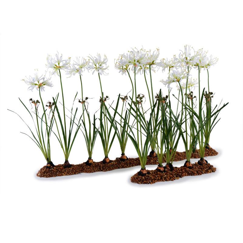 Nerine Lily Flowerscapes